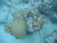 image of brain_coral