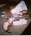 image of black_footed_ferret