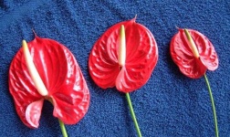 image of anthurium #3