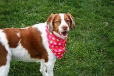 image of brittany_spaniel