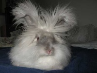 image of angora