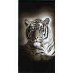 image of tiger_cat