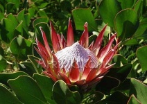 image of flower
