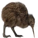 image of bird