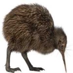 image of bird_kiwi #11