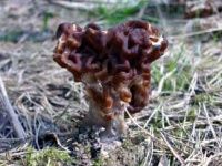 image of gyromitra