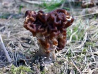 image of gyromitra #20