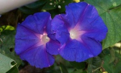 image of flower