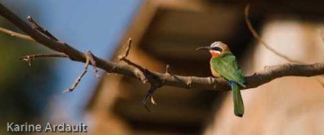 image of bee_eater #21