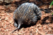 image of animal