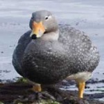 image of bird