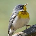 image of bird