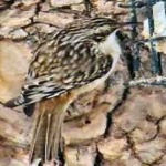 image of bird