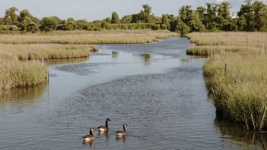 image of wetland