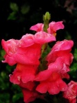 image of flower
