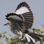 image of bird