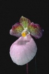 image of flower