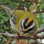 image of bird