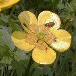 image of flower