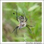 image of black_and_gold_garden_spider #19