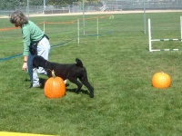 image of standard_poodle