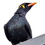 image of bird