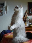 image of persian_cat