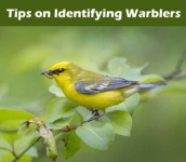 image of warbler