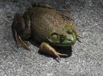 image of bullfrog