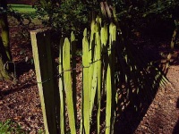 image of picket_fence