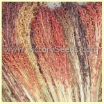 image of broom