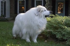 image of great_pyrenees