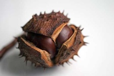 image of buckeye