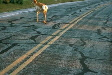 image of animal