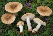 image of mushrooms