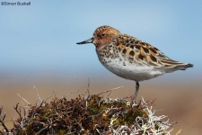 image of sandpiper #40