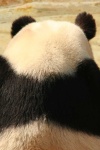 image of animal
