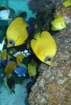 image of rock_beauty