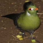 image of bird