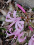 image of flower