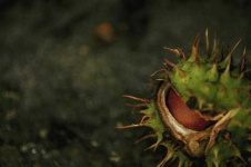 image of buckeye