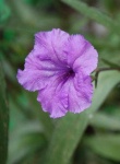 image of mexican_petunia #11