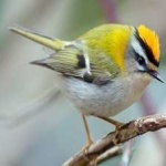image of bird