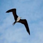 image of bird