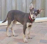 image of kelpie