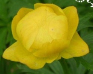 image of flower