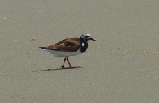 image of ruddy_turnstone