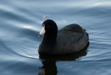 image of american_coot
