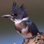 image of bird
