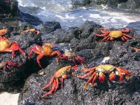 image of rock_crab